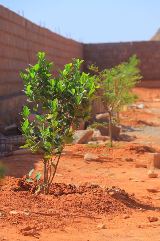 A newly planted tree on the school grounds.